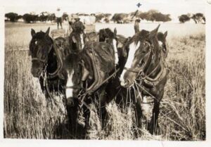  Working with sheep, horses and wheat