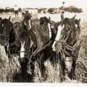 avondown_harvest_1930_4
