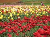 tulipfield